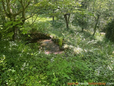 Midden in het bos