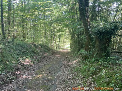 Midden in het bos