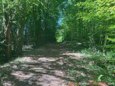 Midden in het bos